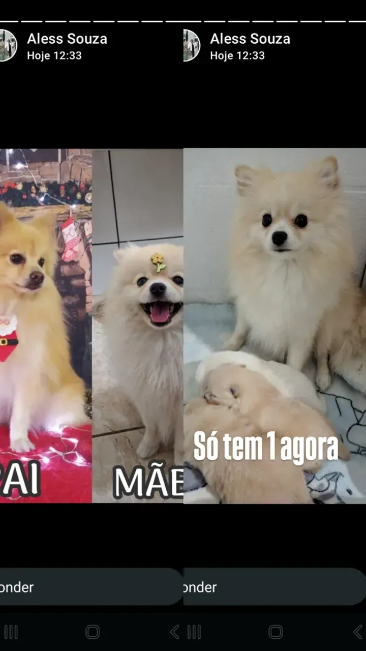 Lulu pomerania ligitimos