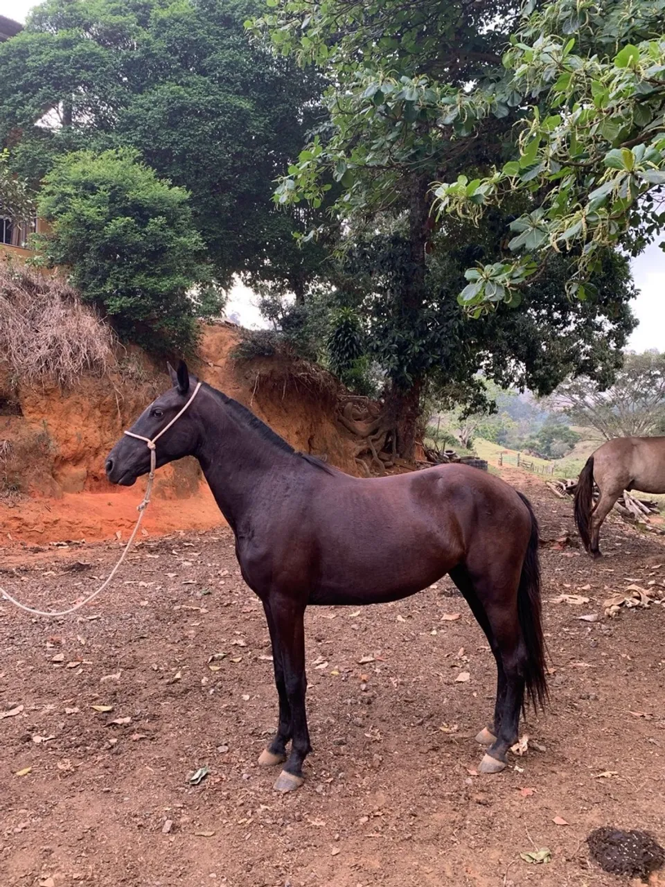 Égua 