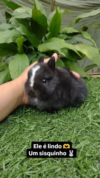 Netherland dwarf linhagem importada coelho anão  - Foto 2