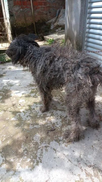 Cachorro poodle pra adoção urgente  - Foto 2