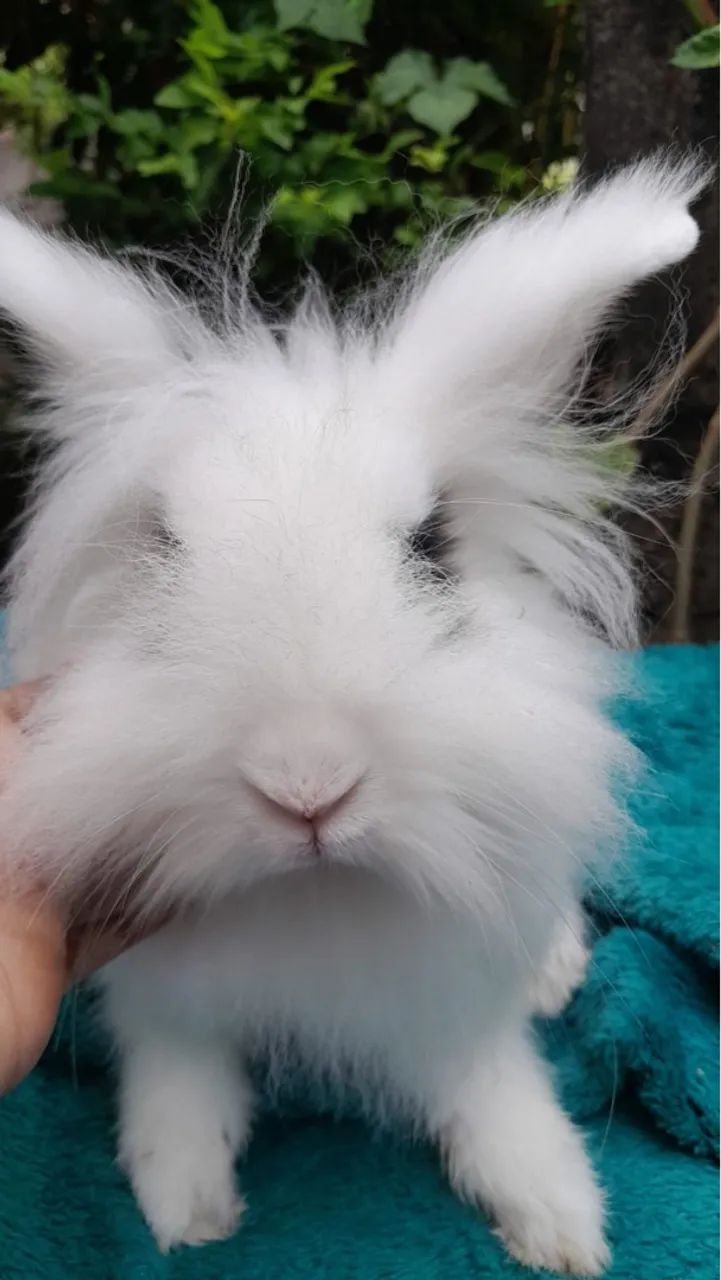 Macho Mini lion - Foto 2