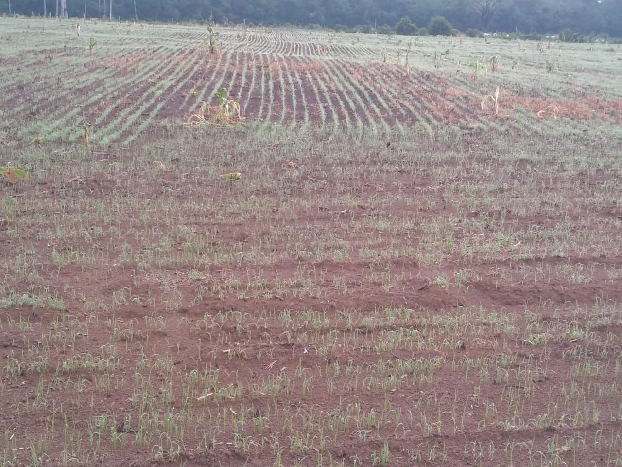 Fazenda 1.376.54 hec em Santarém PA. 760 lavoura R$:610.135 sacas soja