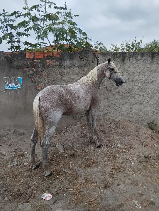 Cavalo russo de picado genuíno. - Foto 3
