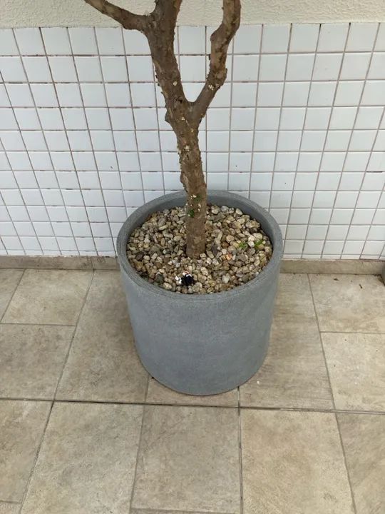 Pé de jabuticaba  - Foto 2