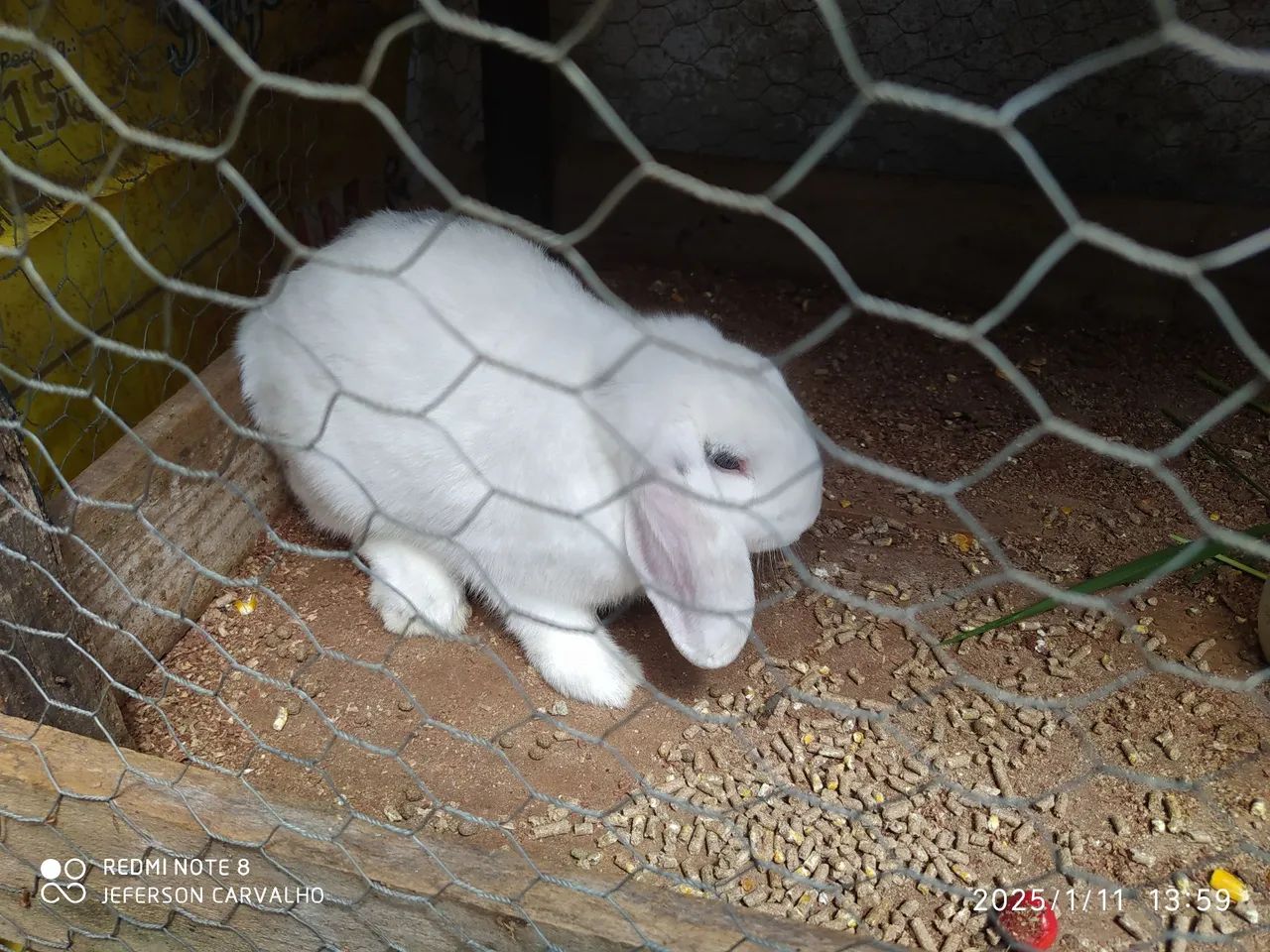 Coelho branco fofinho Rolland lop  - Foto 2