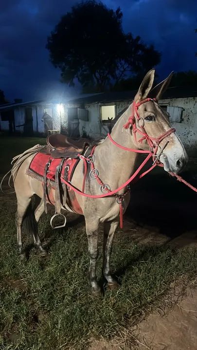 mula mansa de patrão 