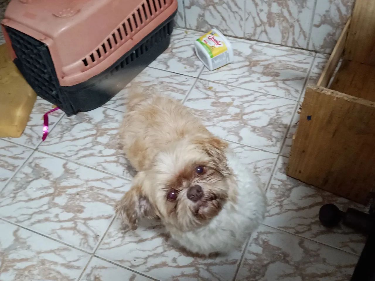 Shih Tzu fofo para adoção!