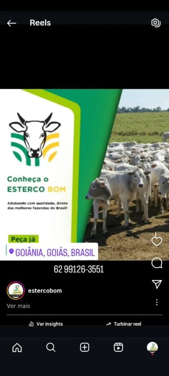 Esterco Bovino  - Foto 2