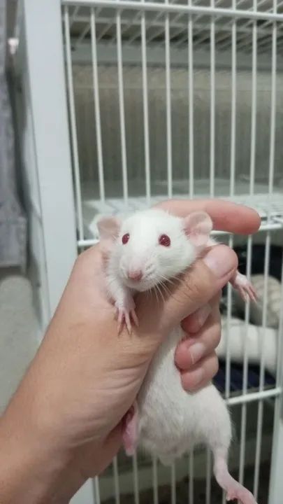 FILHOTES DE RATO TIWSTER  - Foto 6