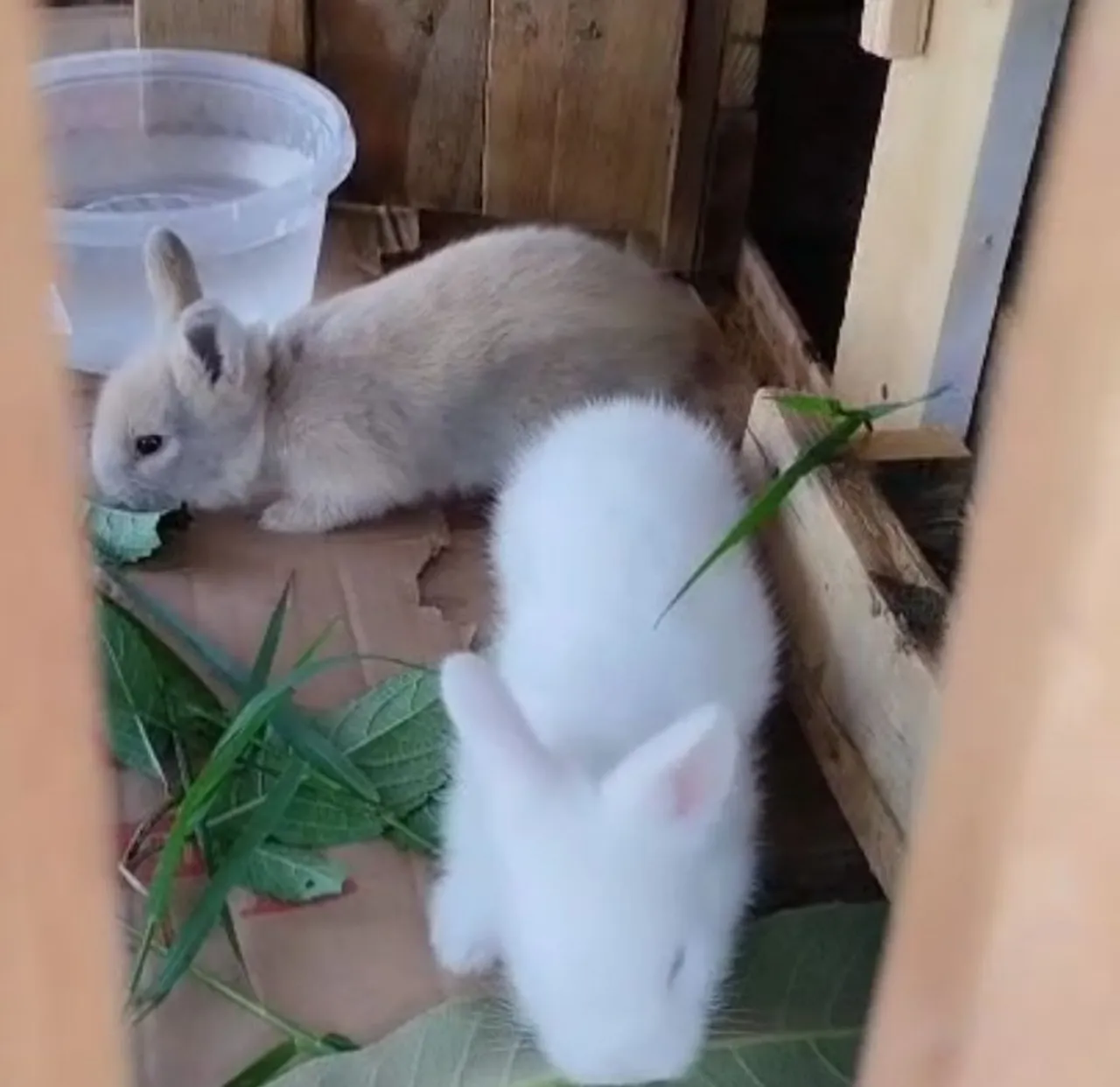 Coelhinhos fofos para adoçar seu dia!
