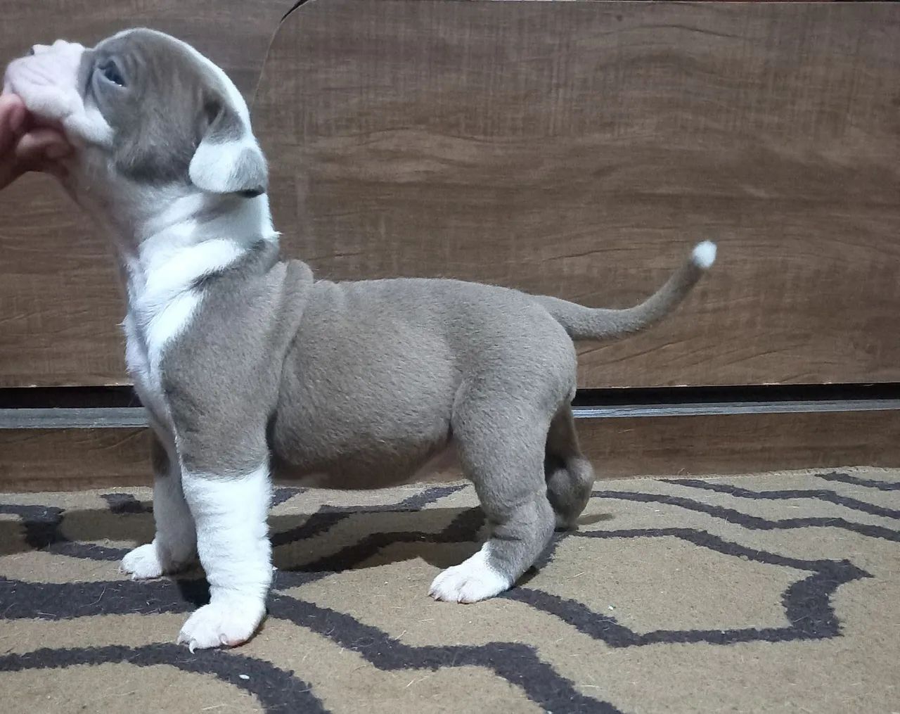 Vende-se filhotes de Olde Bulldog Inglês  - Foto 3