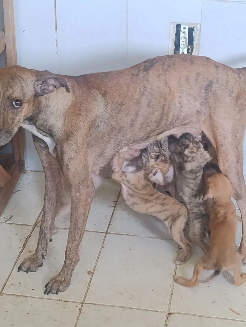Filhotes de cães para adoção