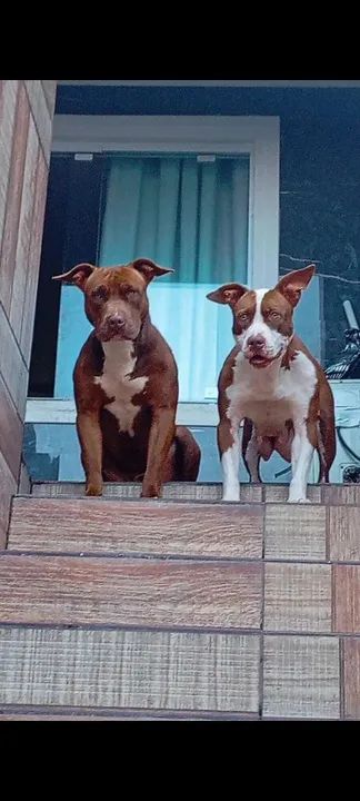 Dois filhotes de Pitbull para adoção