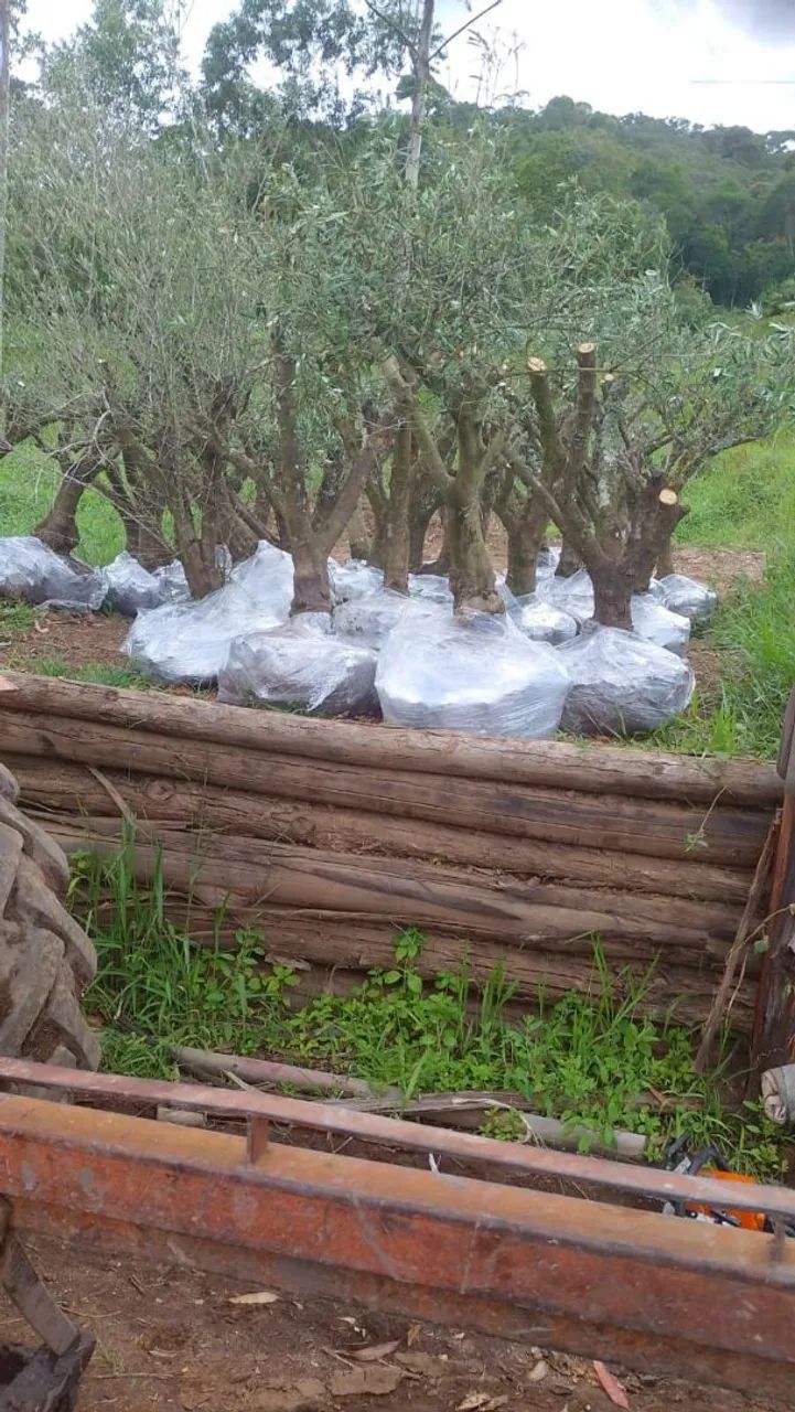 Oliveira Adulta- Planta de Jardim 50 anos - Foto 3