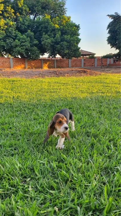 FILHOTES DE BASSET HOUND  - Foto 4