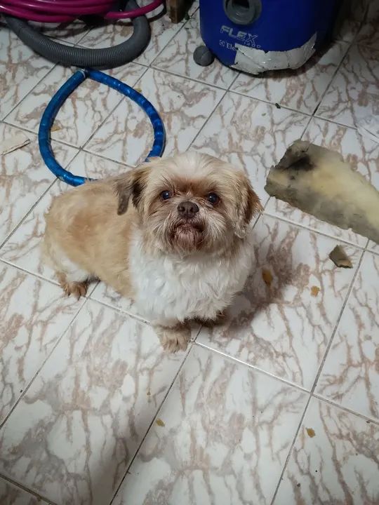 Shih Tzu fofo para adoção! - Foto 2