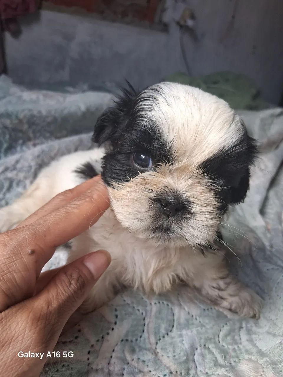 Filhotes Shih Tzu disponíveis - Foto 2