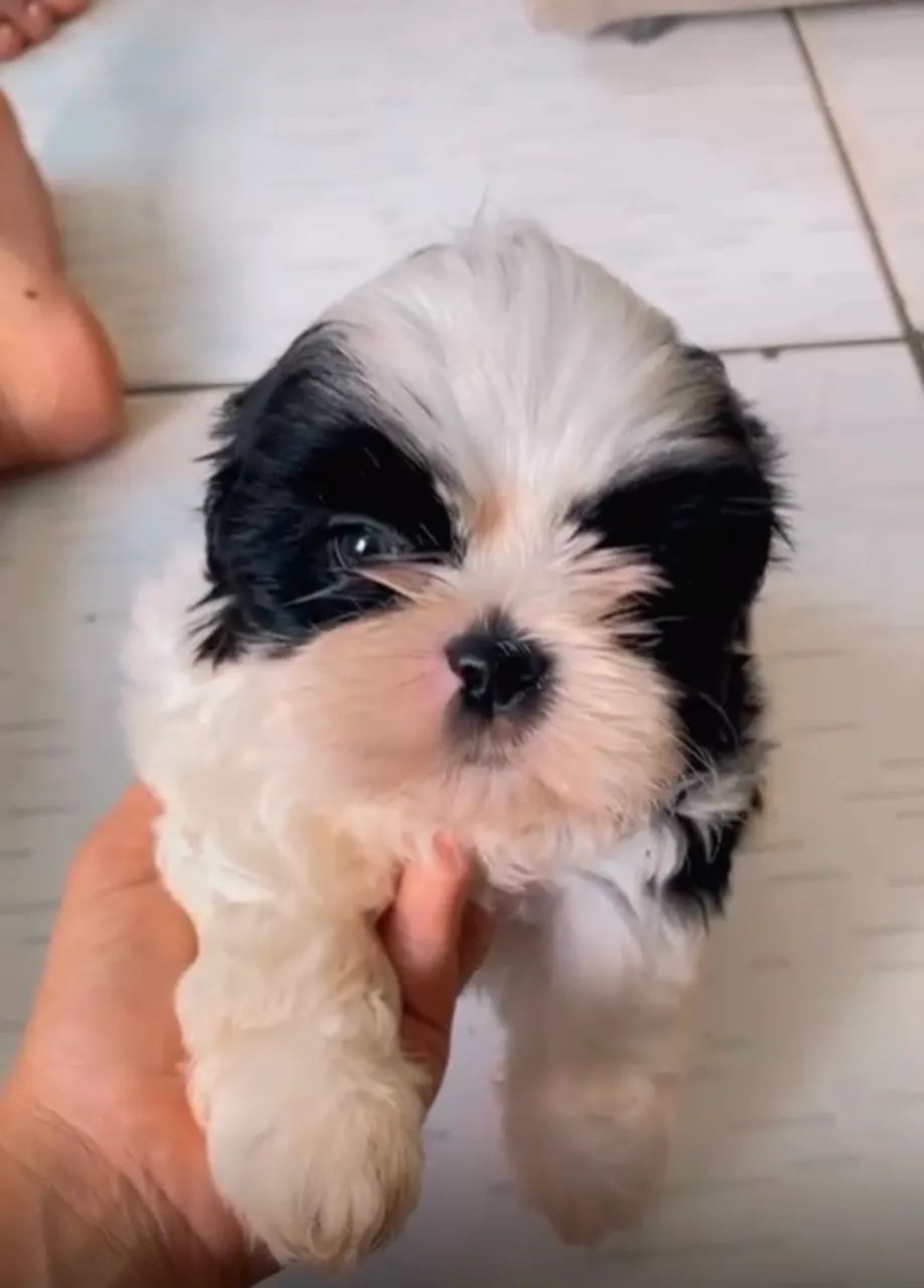 Filhote Shih Tzu  - Foto 4