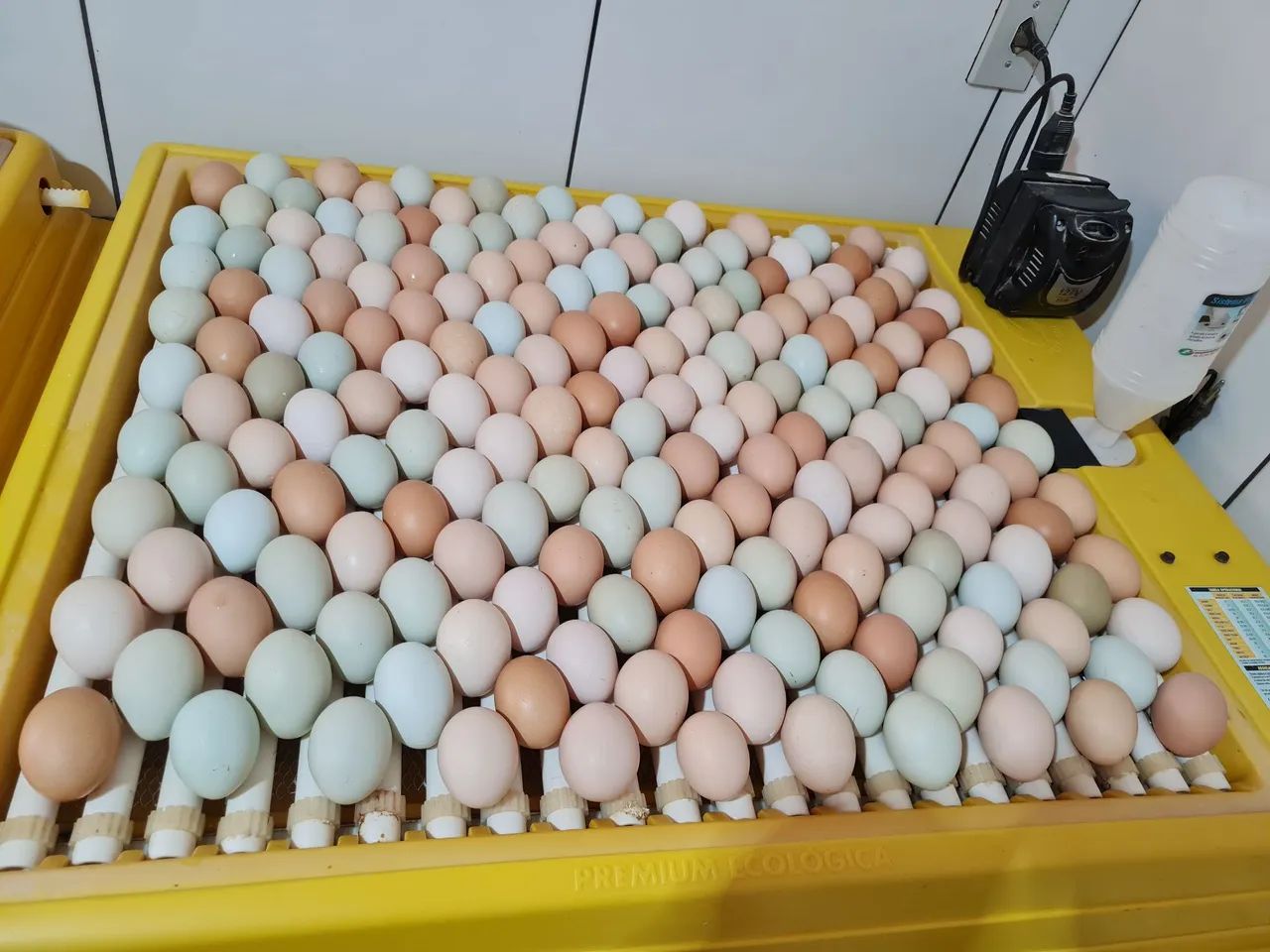 Ovos Ferteis(Galados) Galinhas GLC. As queridinhas do Brasil, ovos caipira colorido.  - Foto 5