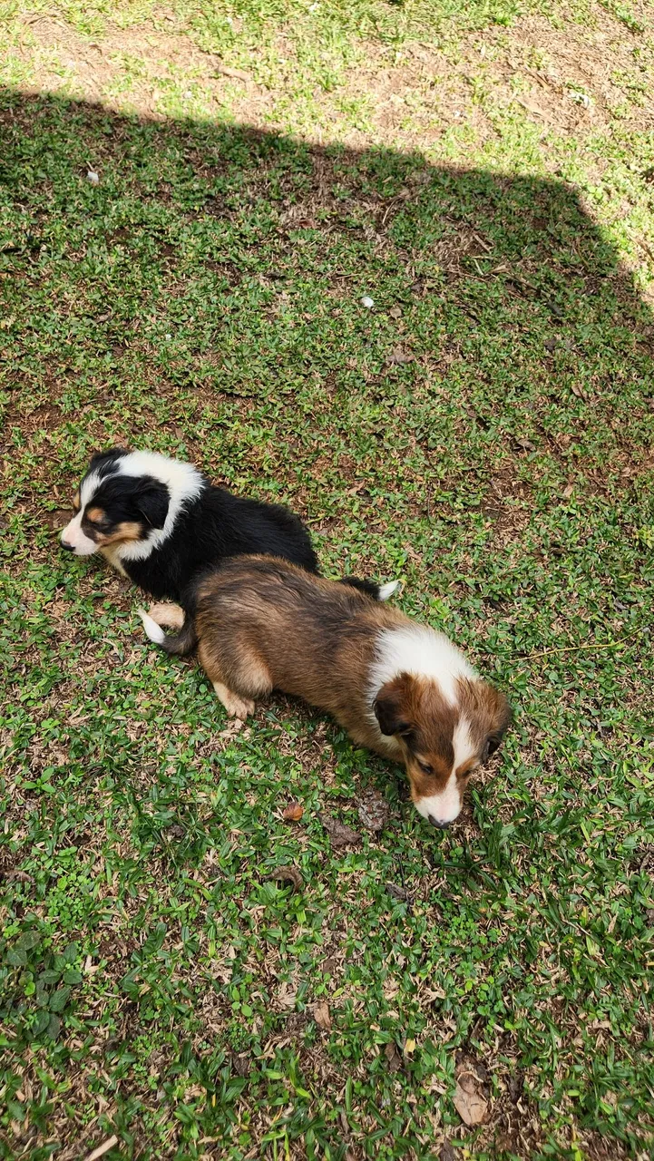 Filhotes Border Collie