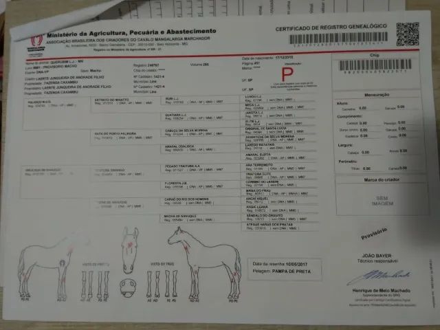 cavalo MANGALARGA MARCHADOR REGISTRADO - Foto 2
