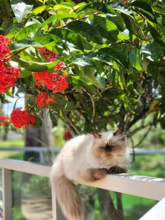 Casal Gato persa  - Foto 2