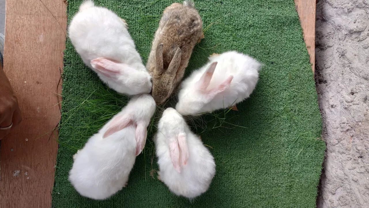 Criatorio de coelhos!! - Foto 5