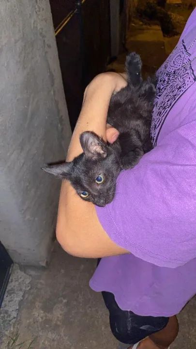 Gatinho preto fofinho para adoção - Foto 2