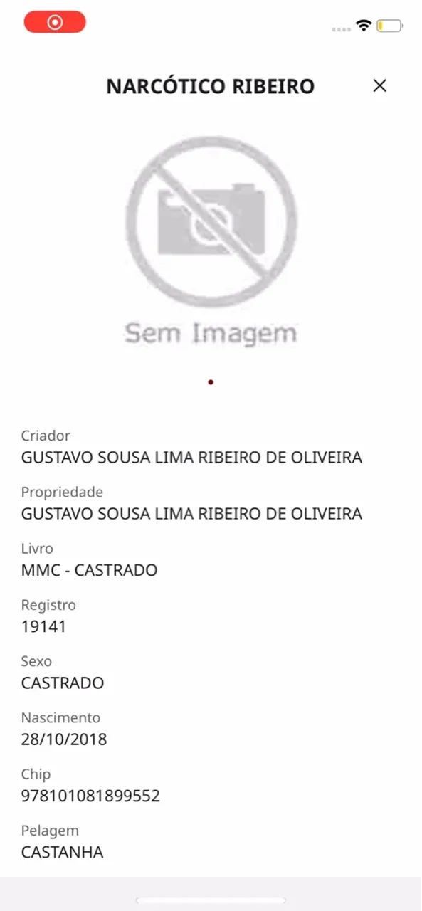 Cavalo castrado com potencial de pista - Foto 5
