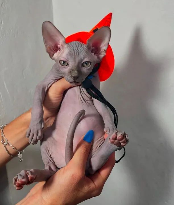Sphynx gato pelado _ gatos de veterinária 