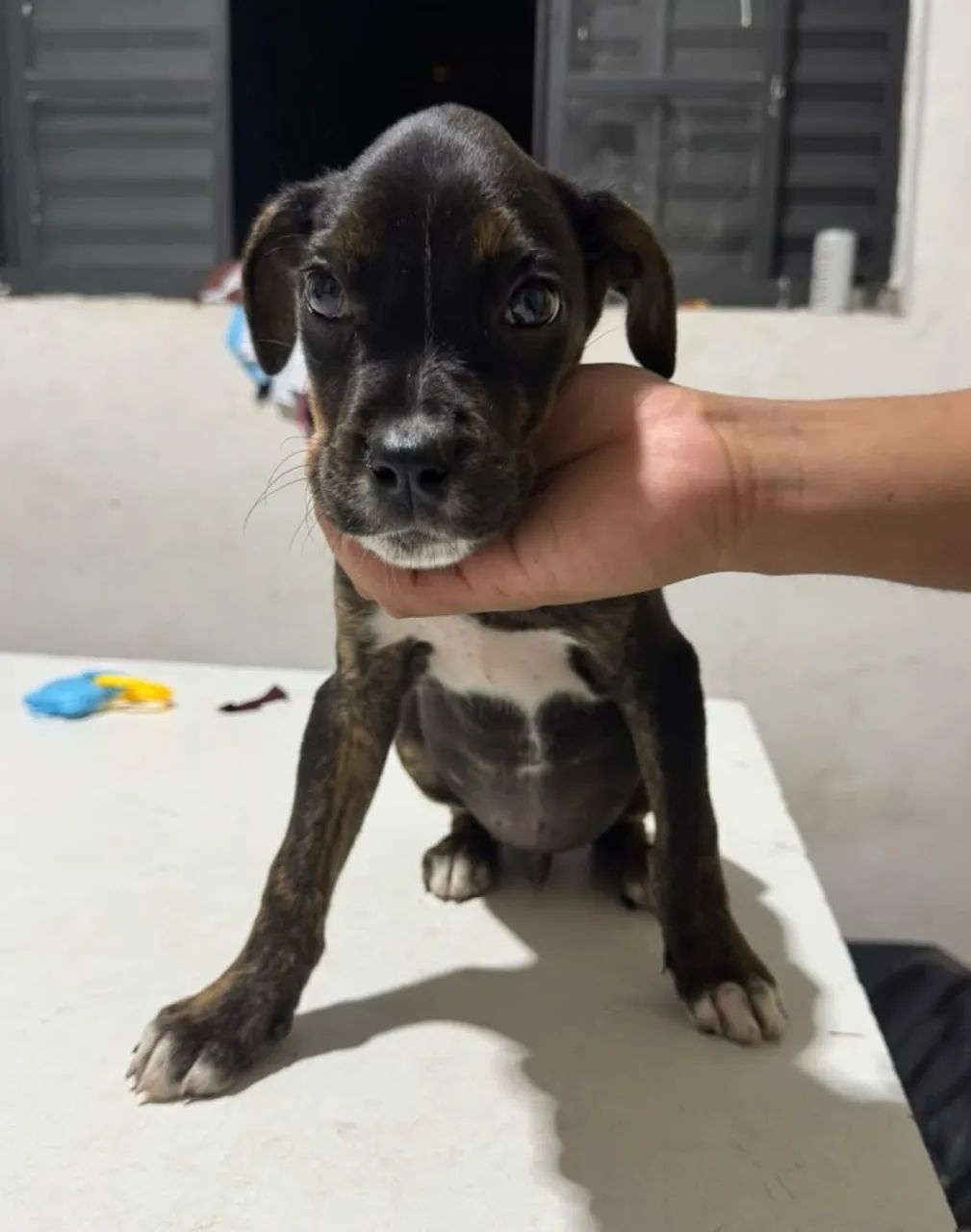 Doação cachorro macho 