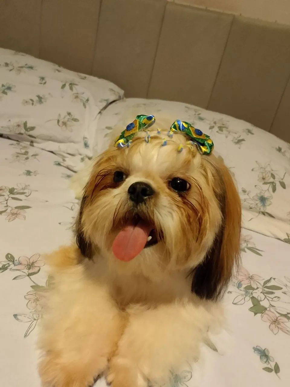 Cachorra Na Raça Shitzu  - Foto 2