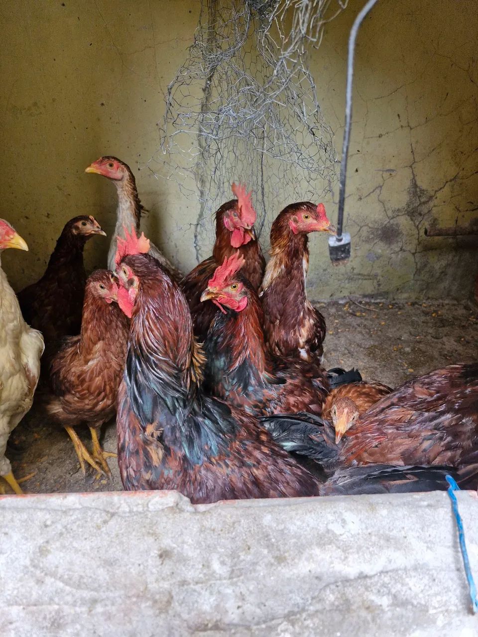 Galinha e frango Caipira  - Foto 4