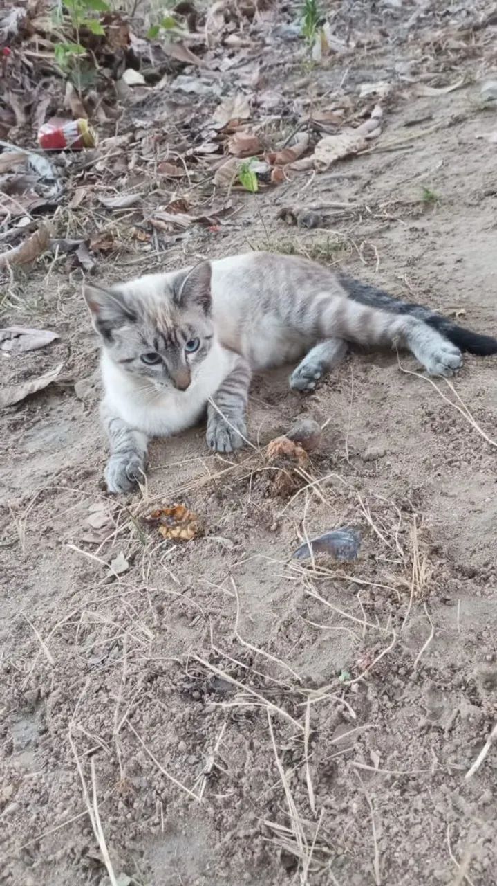 Adoção de gato