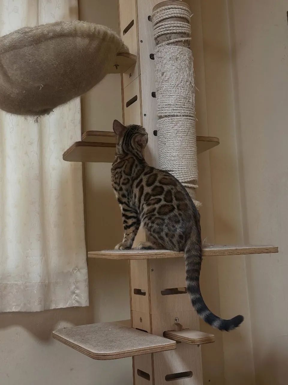 Bengal Cat Fêmea  - Foto 3