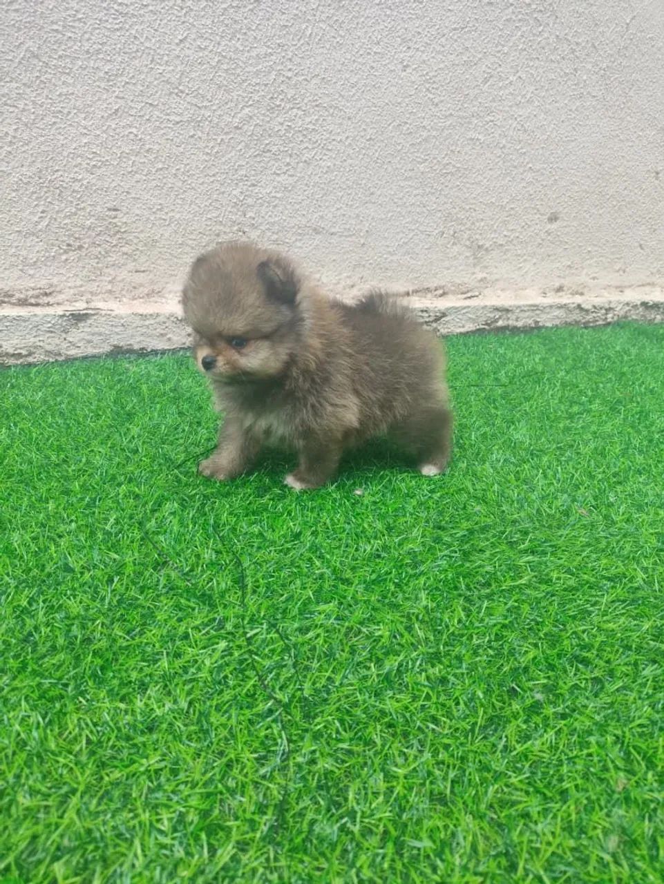 Pomerania  - Foto 2