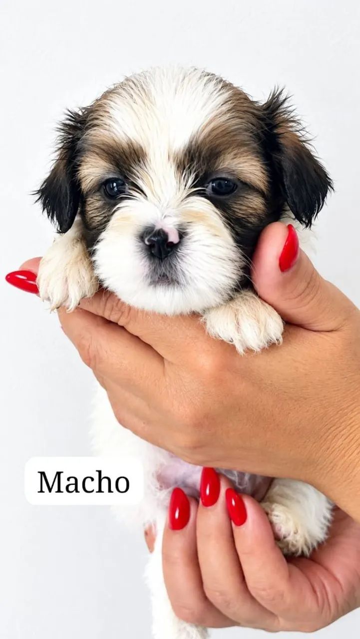 Lhasa apso Puro Filhotes  - Foto 5