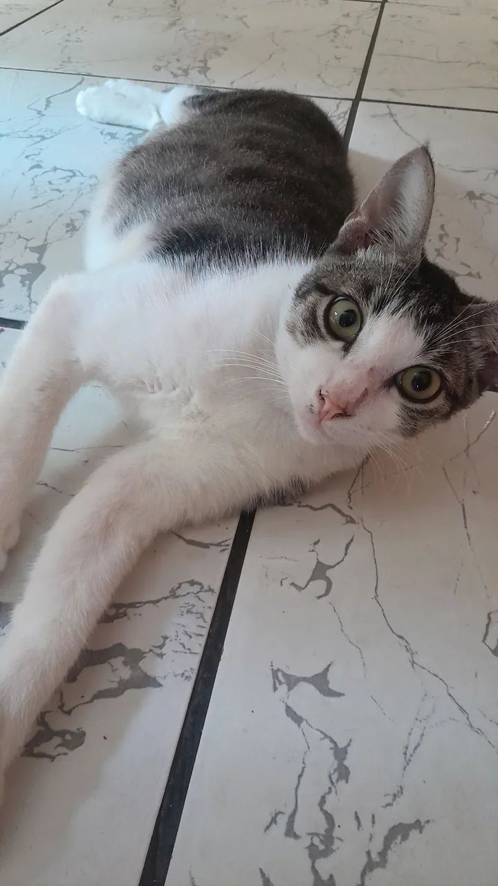 Gatinhos para Adoção  - Foto 2