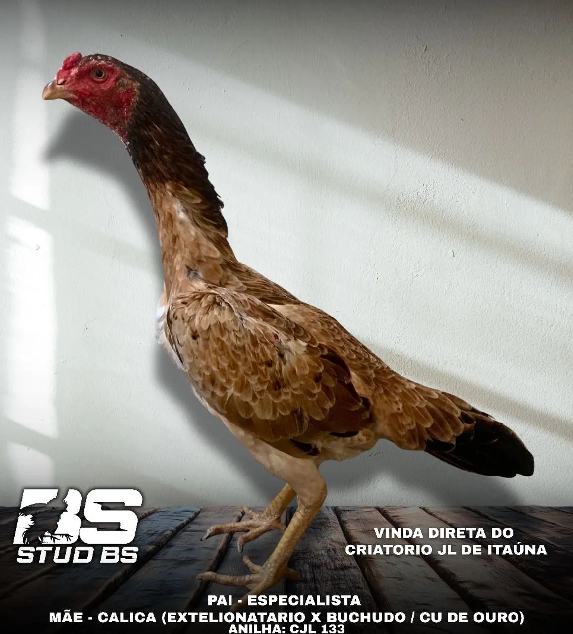 Frango índio - Foto 3