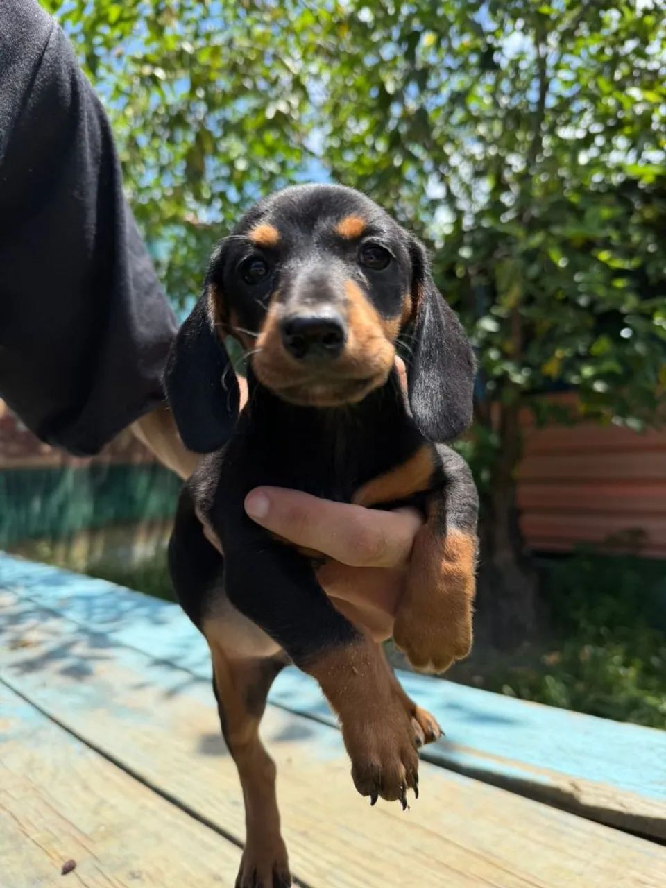 Basset  - Foto 4