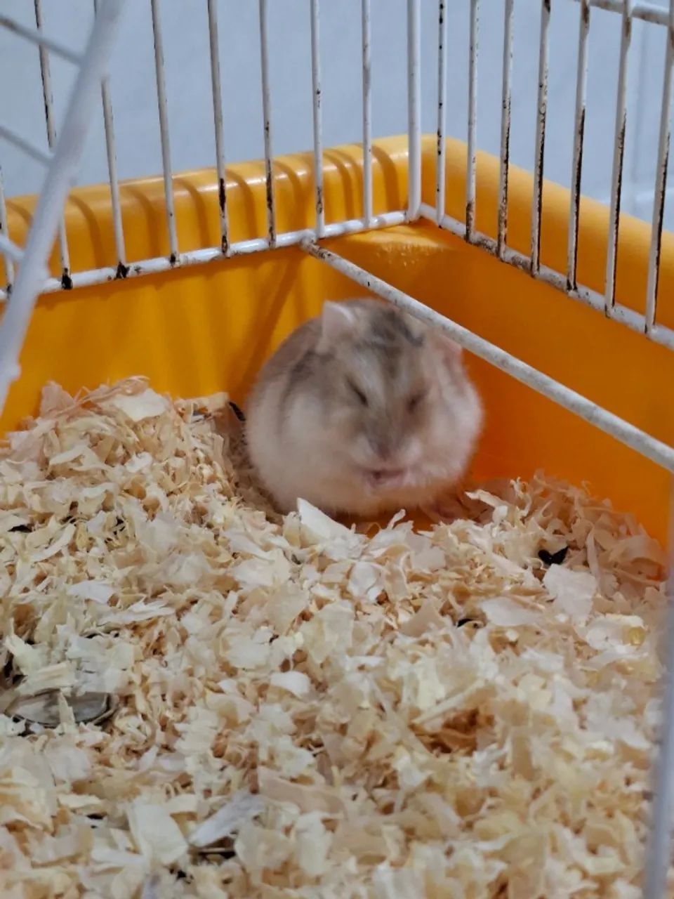 Hamister 