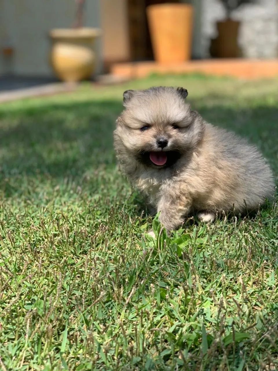 SPITZ ALEMÃO ANÃO: Padrão Ursinho com Contrato de Compra, Garantia de Saúde e Vacina 