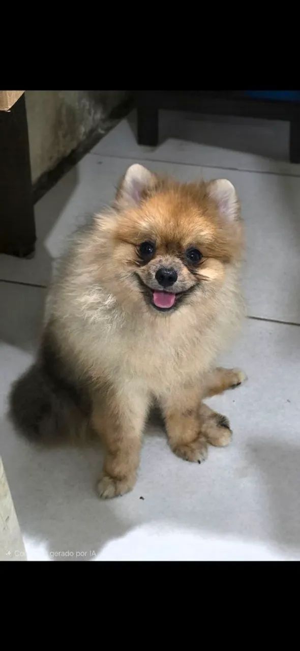 Spitz Alemão macho 