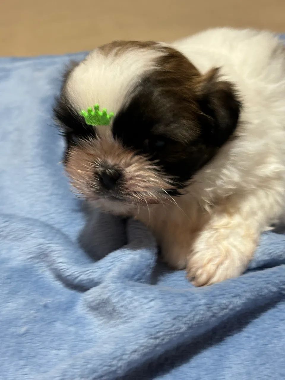 Vendo Macho de Shitzu Mini  - Foto 3