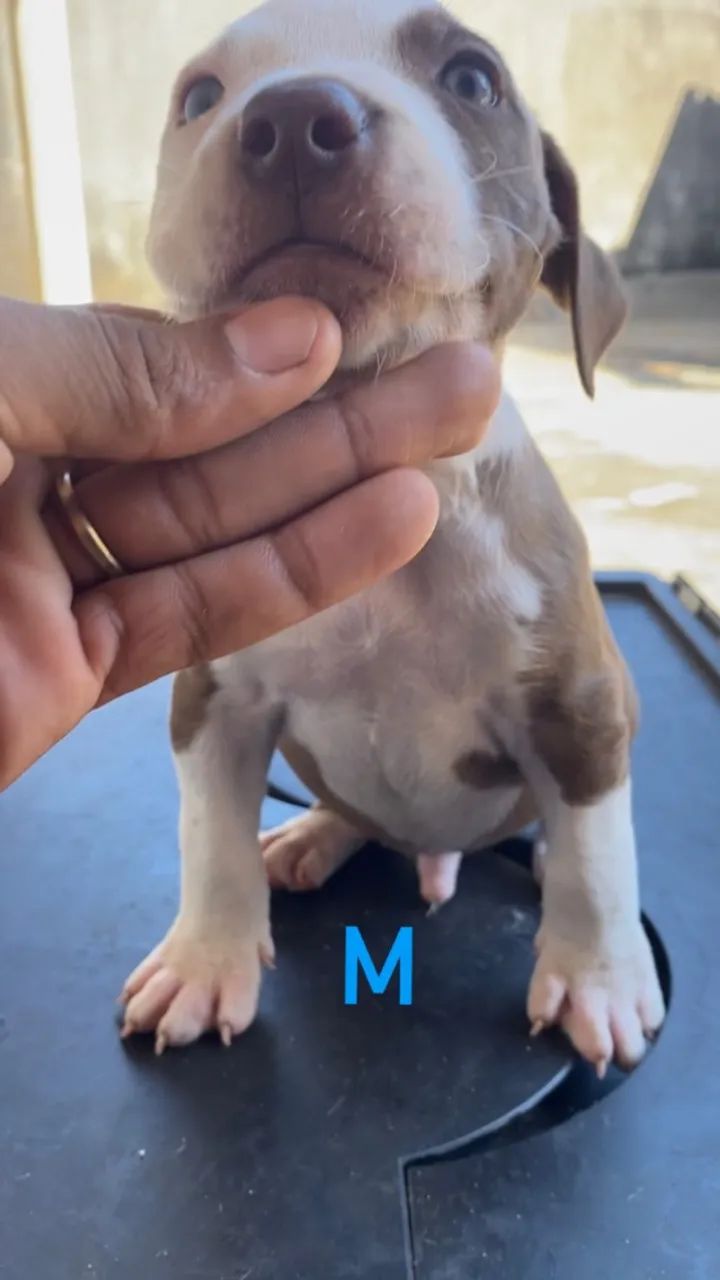 Filhotes de Pitbull  - Foto 4