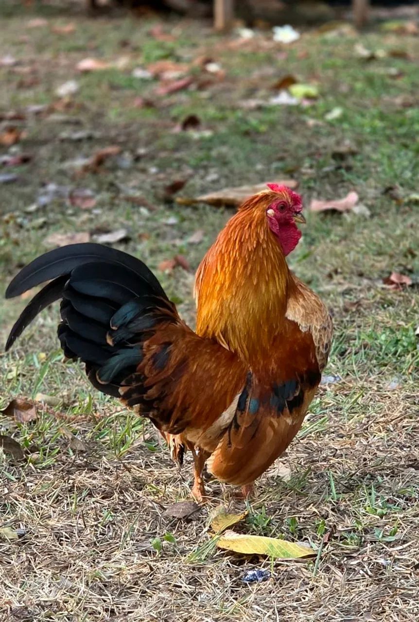  MINI GARNIZÉ - Foto 5