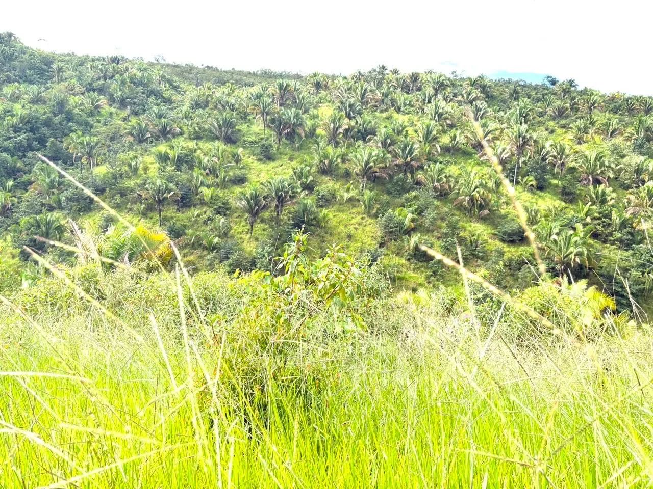 Fazenda em Niquelândia-go - Foto 3