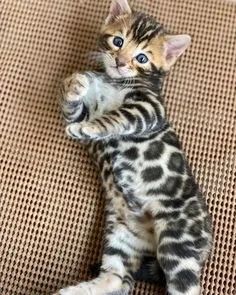 Bengal