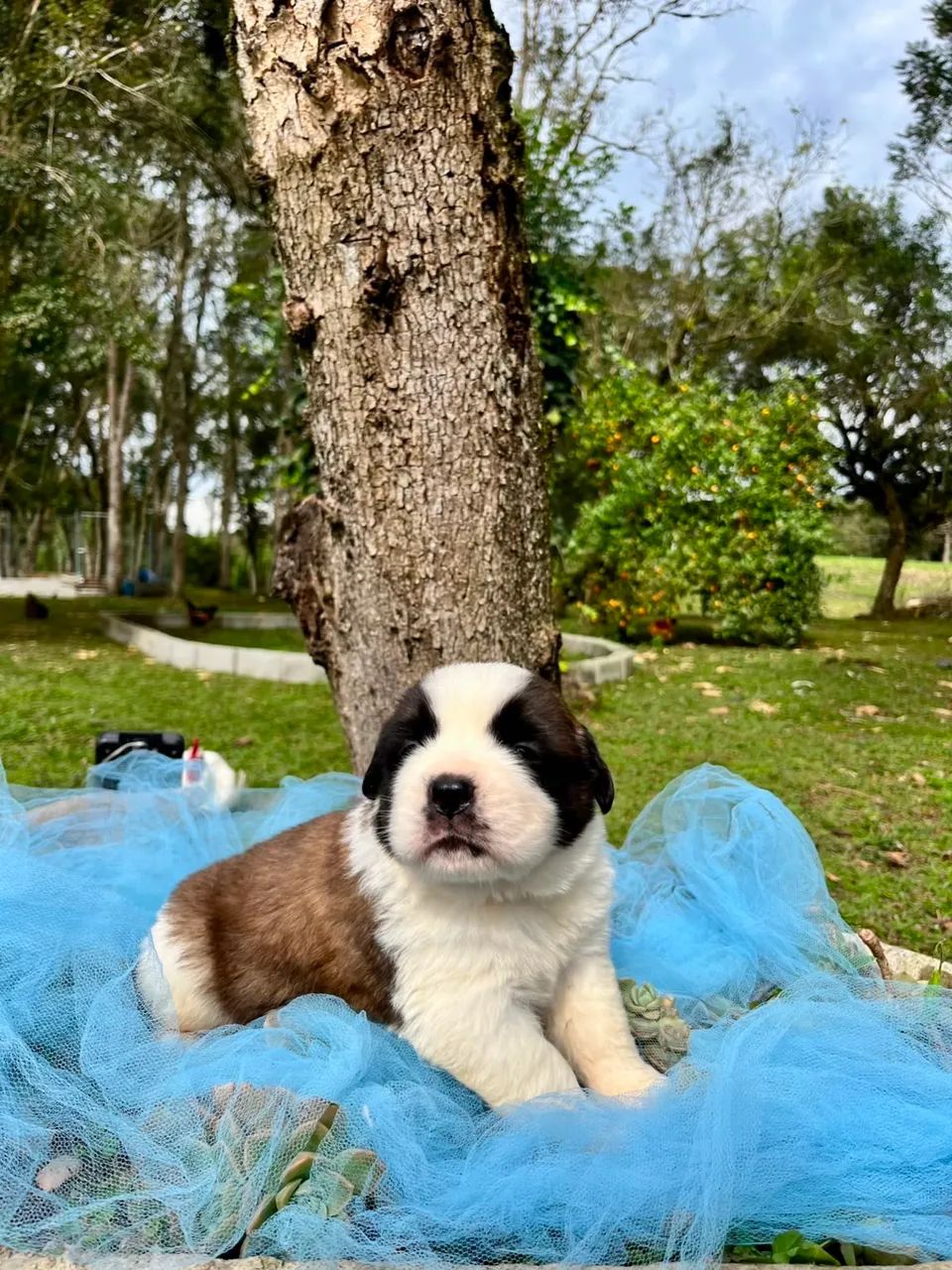 Filhotes de São Bernardo  - Foto 2