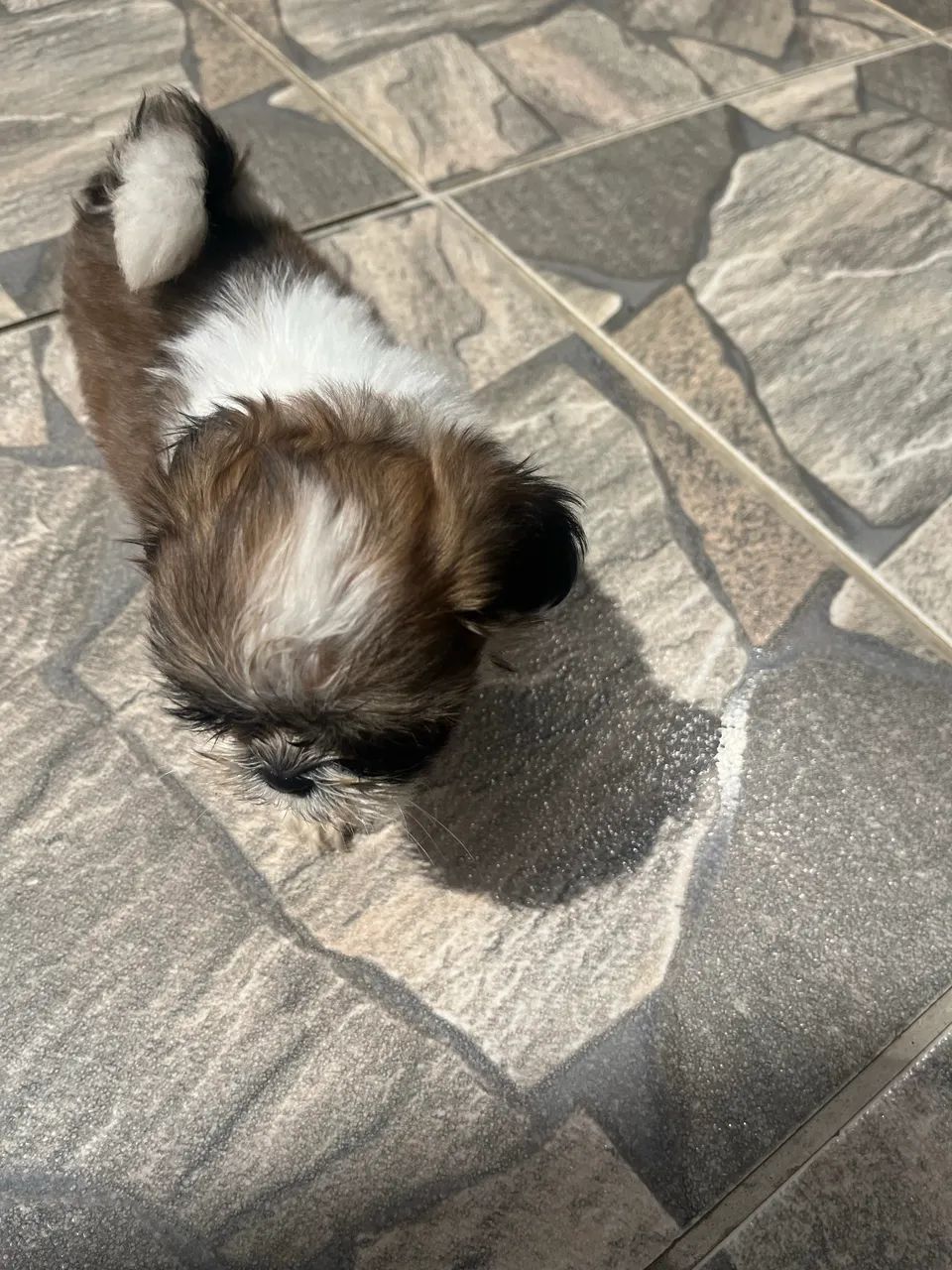 Cachorro  - Foto 3